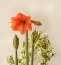 Blooming Amaryllis ( Hippeastrum) \