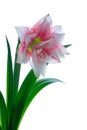 Blooming amaryllis Royalty Free Stock Photo