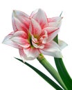 Blooming amaryllis Royalty Free Stock Photo