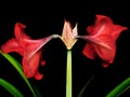 Blooming amaryllis over black background Royalty Free Stock Photo