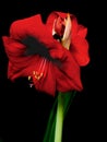 Blooming amaryllis over black background Royalty Free Stock Photo