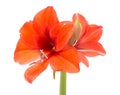 Blooming Amaryllis over a white background Royalty Free Stock Photo