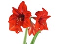 Blooming Amaryllis over white, close-up Royalty Free Stock Photo