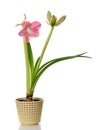 Blooming amaryllis Royalty Free Stock Photo