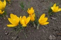 Blooming yellow crocuses in early spring Royalty Free Stock Photo