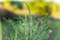 Blooming Ambrosia artemisiifolia is a dangerous allergenic plants. weed bushes pollen causes allergies. seasonal Royalty Free Stock Photo