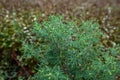 Blooming Ambrosia artemisiifolia is a dangerous allergenic plants. weed bushes pollen causes allergies. seasonal flowering of Royalty Free Stock Photo