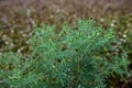 Blooming Ambrosia artemisiifolia is a dangerous allergenic plants. weed bushes pollen causes allergies. seasonal flowering of Royalty Free Stock Photo