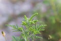 Blooming Ambrosia artemisiifolia is a dangerous allergenic plants. weed bushes pollen causes allergies. seasonal Royalty Free Stock Photo