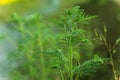 Blooming Ambrosia artemisiifolia is a dangerous allergenic plants. weed bushes pollen causes allergies. seasonal Royalty Free Stock Photo