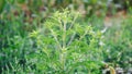 Blooming ambrosia bushes. Ragweed plant allergen, toxic meadow grass. Allergy to ragweed ambrosia . Blooming pollen artemisiifolia Royalty Free Stock Photo