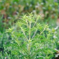 Blooming ambrosia bushes. Ragweed plant allergen, toxic meadow grass. Allergy to ragweed ambrosia . Blooming pollen artemisiifolia Royalty Free Stock Photo