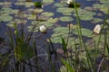 Blooming white waterlily on curvy stretching stem, in dark pond water with lily pads and reeds - small depth of field focus on flo