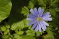 Blooming Anemone Blanda in a garden