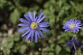 Blooming Anemone Blanda in a garden