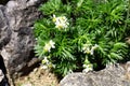 Blooming Anemone narcissiflora Royalty Free Stock Photo