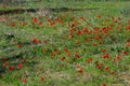 Blooming anemones field