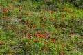 Blooming anemones field