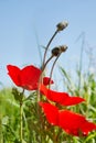 Blooming anemones in a field in spring, against the background of the sky. Macro shooting