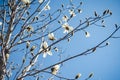 Blooming Anise Magnolia treein the city park