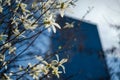 Blooming Anise Magnolia treein the city park