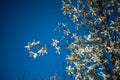 Blooming Anise Magnolia treein the city park