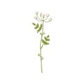 Blooming anise plant. Wild field flower. Botanical drawing of medicinal floral herb. Herbal wildflower inflorescence