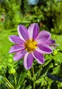 Blooming annual dahlia on green background of garden and lawn vegetation