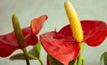 Blooming Anthurium andraeanum or flamingo lily plant close-up. Red petals with yellow pistil in the center and green leaves. The Royalty Free Stock Photo