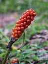 Blooming Anthurium Gracile Tropical Flower Royalty Free Stock Photo