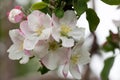 Blooming apple blossom. Garden apple tree Royalty Free Stock Photo