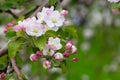 Blooming apple blossom. Garden apple tree Royalty Free Stock Photo