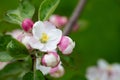 Blooming apple blossom. Garden apple tree Royalty Free Stock Photo