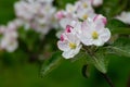 Blooming apple blossom. Garden apple tree Royalty Free Stock Photo