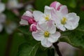 Blooming apple blossom. Garden apple tree Royalty Free Stock Photo
