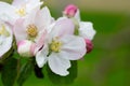Blooming apple blossom. Garden apple tree Royalty Free Stock Photo