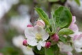 Blooming apple blossom. Garden apple tree Royalty Free Stock Photo