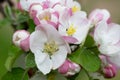 Blooming apple blossom. Garden apple tree Royalty Free Stock Photo