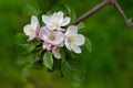 Blooming apple blossom. Garden apple tree Royalty Free Stock Photo