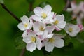 Blooming apple blossom. Garden apple tree Royalty Free Stock Photo