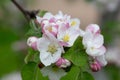 Blooming apple blossom. Garden apple tree Royalty Free Stock Photo