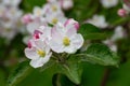 Blooming apple blossom. Garden apple tree Royalty Free Stock Photo