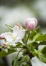 Blooming apple blossomed white flowers