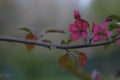 Blooming apple branch with red flowers on blurred background Royalty Free Stock Photo