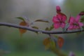 Blooming apple branch with red flowers on blurred background Royalty Free Stock Photo