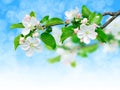 Blooming apple branch Royalty Free Stock Photo