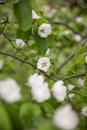 Blooming apple branch at spring garden against unfocused green grass background.