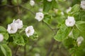 Blooming apple branch at spring garden against unfocused green grass background.