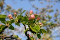 Blooming apple flowers on the trees on a garden Royalty Free Stock Photo