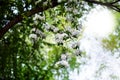 Blooming apple garden, tree branches with white flowers on green blurred sunny background close up, spring cherry blossom Royalty Free Stock Photo